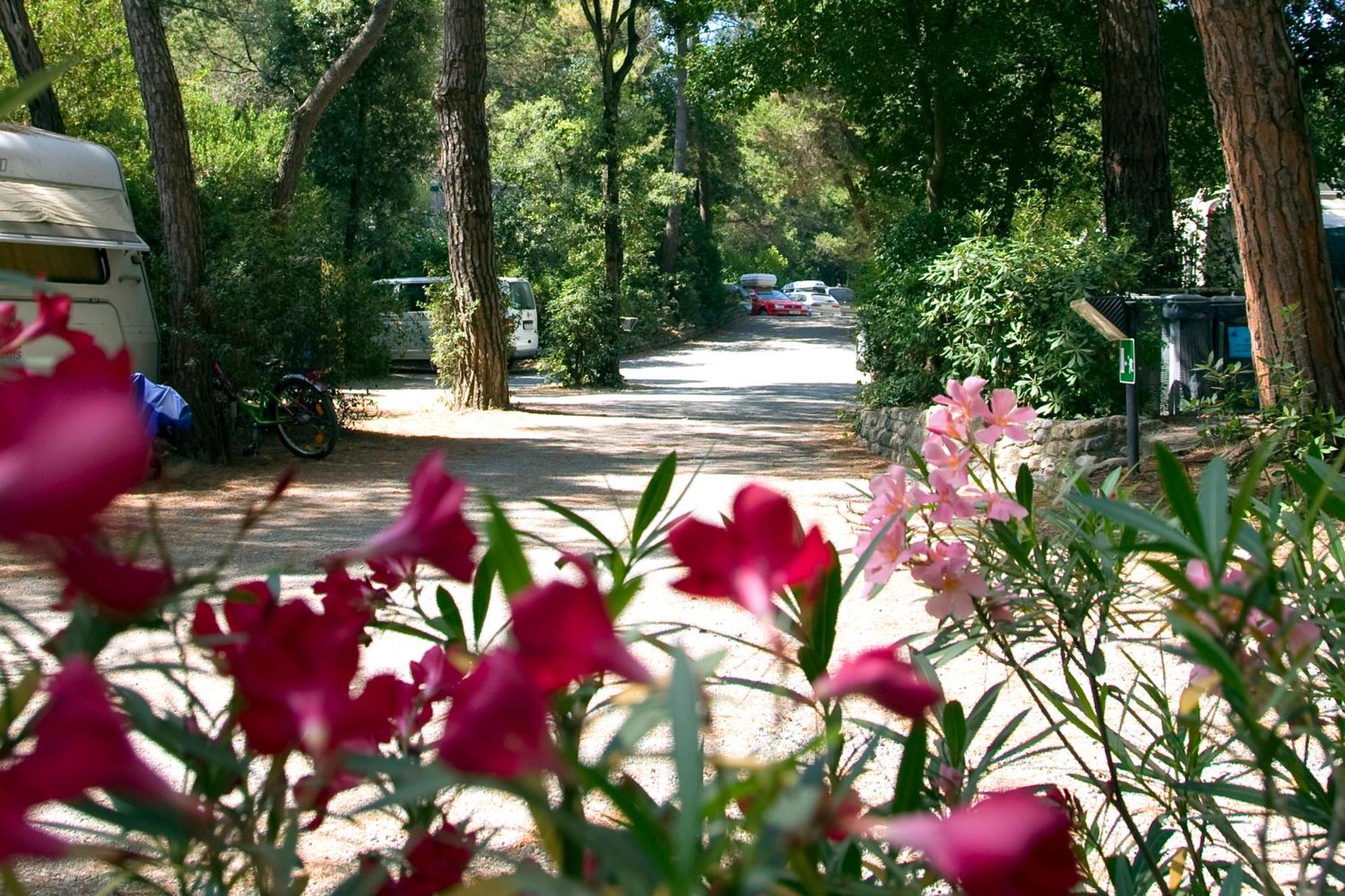 Camping Casa Di Caccia Marina Di Bibbona Exterior foto